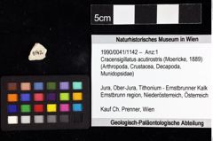 Foto (Objket + Etiketten) von Cracensigillatus acutirostris (Moericke, 1889) 